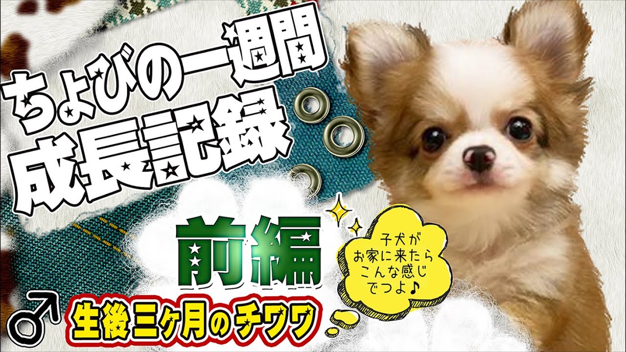 生後3ヶ月 小さくて可愛いチワワの子犬の成長記録 前編 Youtube