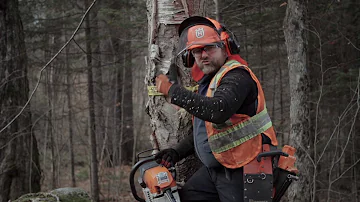 Comment débiter un gros arbre ?