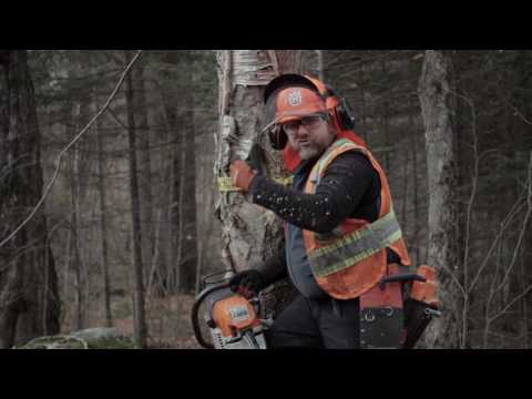 Vidéo: Abattage d'arbres professionnel : faire abattre des arbres par un professionnel