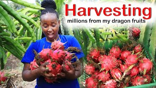 harvesting millions from dragon fruits farming