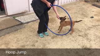 SNAFU’s Novice Trick Dog Title by IQ K9 Training 192 views 6 years ago 3 minutes, 21 seconds