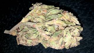 Cat piss dank bud