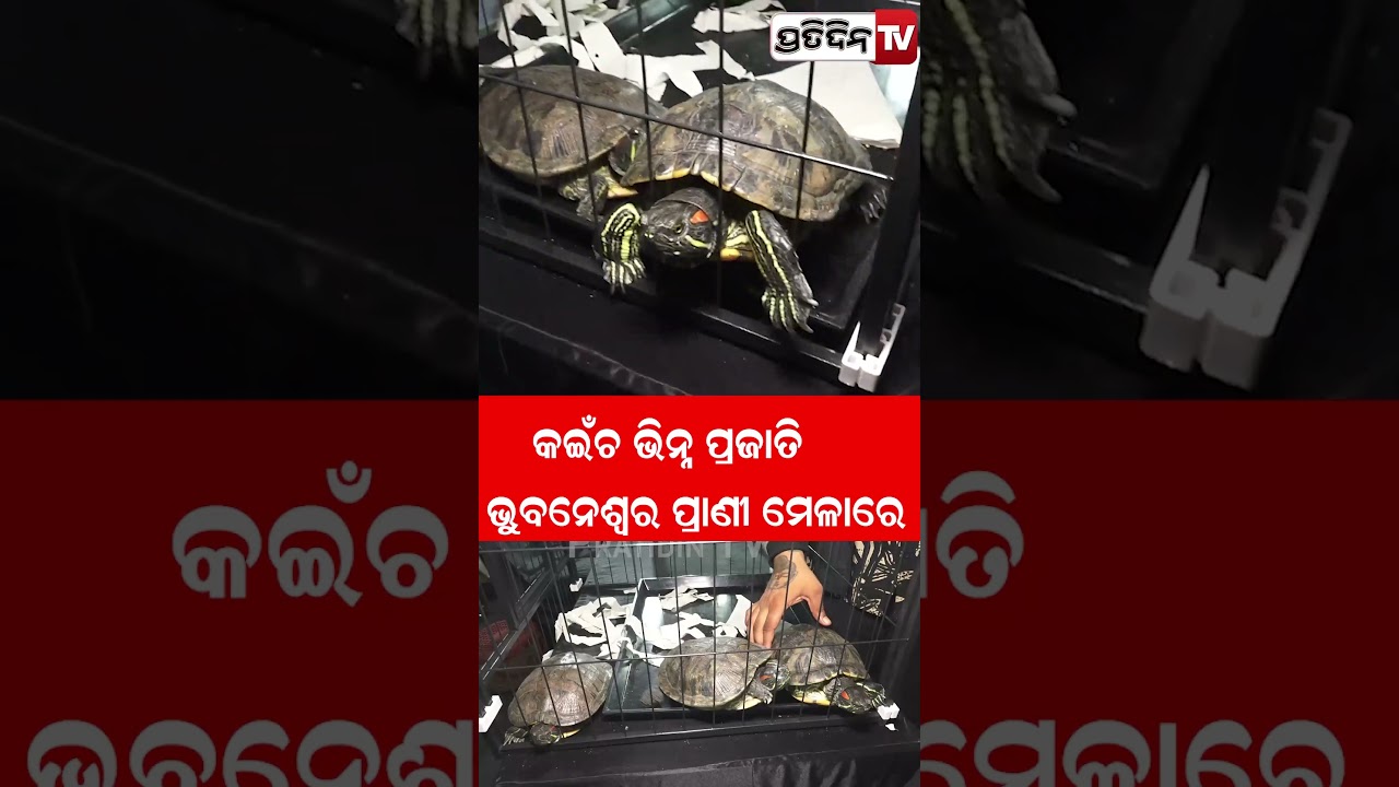କଇଁଚ ଭିନ୍ନ ପ୍ରଜାତି ଭୁବନେଶ୍ବର ପ୍ରାଣୀ ମେଳାରେ !Turtle at Bhubaneswar matsya  pranee samavesh odisha 2026 - YouTube