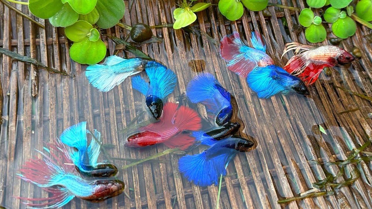 Amazing fishing skills-Find a lot of betta fish in new place near my ...