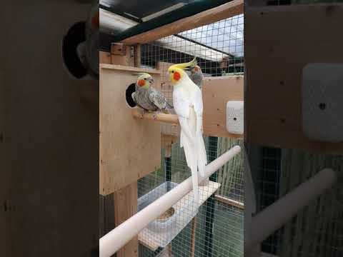 Video: Was weiß ich, warum der Vogel im Käfig singt?
