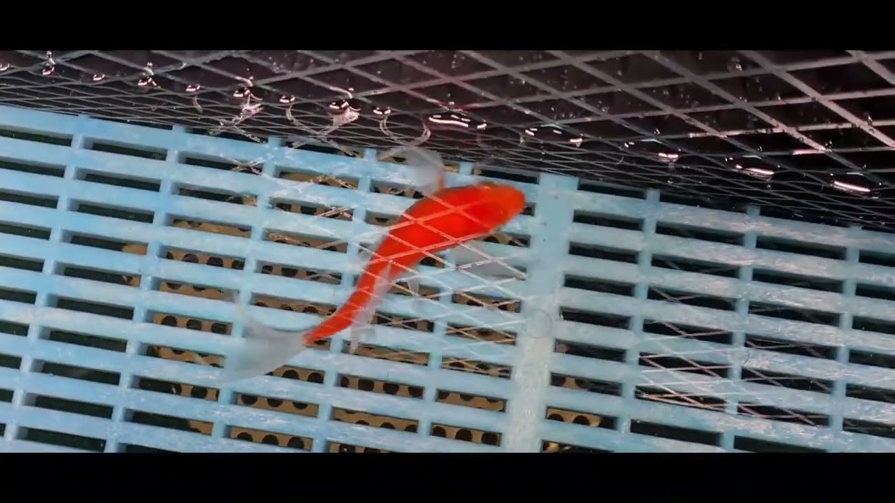 Japanese Butterfly Koi  Kohaku   KZBS08