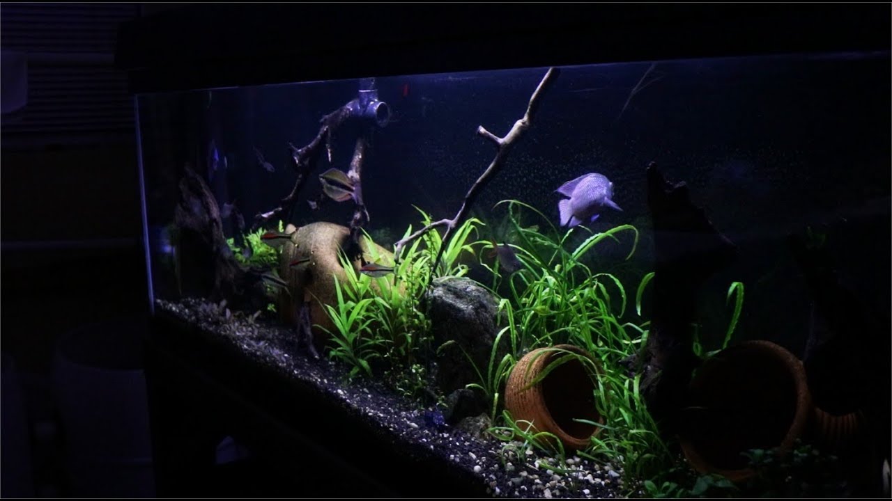 aquascape filter My NOT So "Inspiring" Plant Tank
