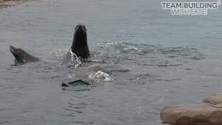 YWP Sealion feeder