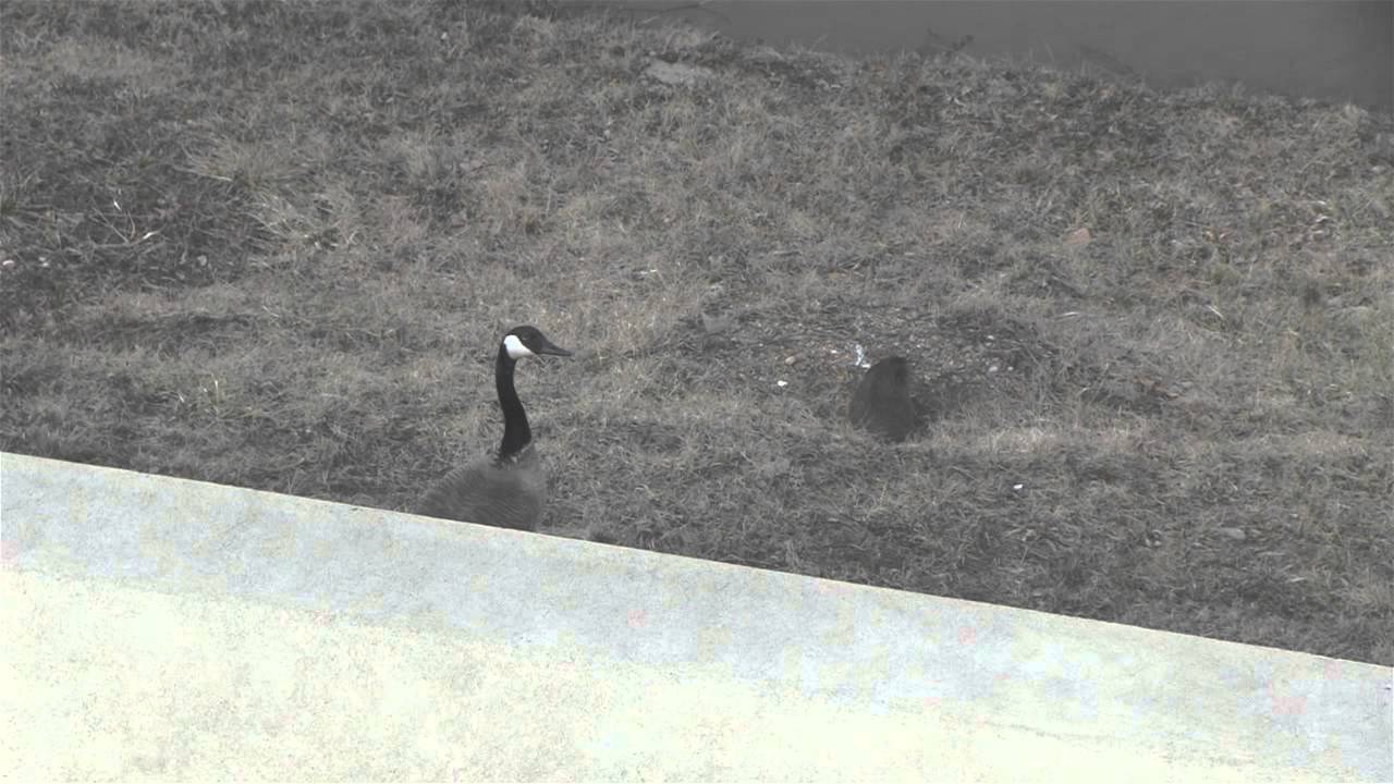 TFiOS Movie Casting, New Books, and Groundhog Wars: An Old School Vlogbrothers Video