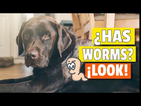 How Can You Tell If Your Dog Is Worm-Infected? [Upd. 2 days ago]