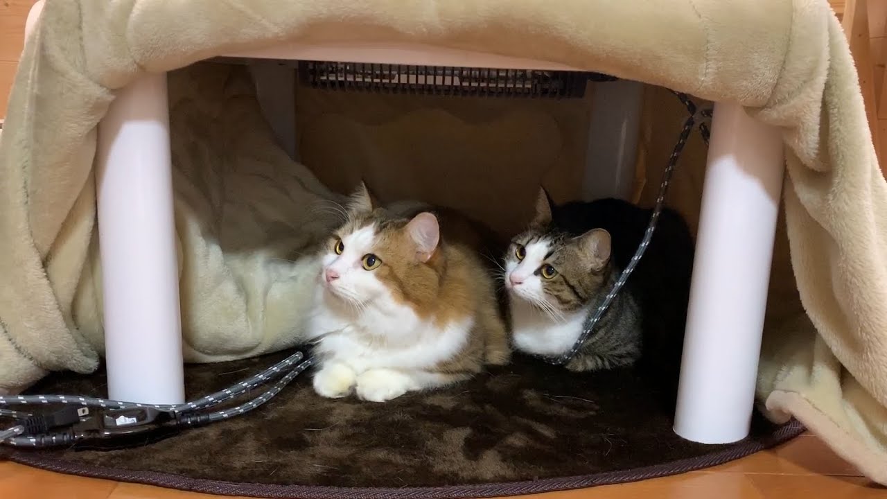 大きいコタツに次々と集まってくる猫 - YouTube