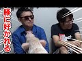 リアルの豚に好かれるぼんじゅうるw ドズル社 切り抜き リアルの豚に好かれるぼんじゅうるw ドズル社 切り抜き