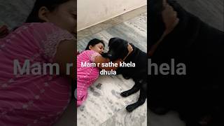 sob somoy ador khoya #dogteacher #labrador #dog #dogfood #lab #funnyvideo #shortsviral #funny #cute