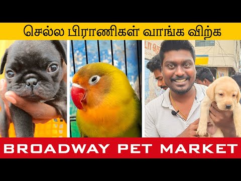 parrys mannady pet market