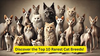 Discover the Top 10 Rarest Cat Breeds!