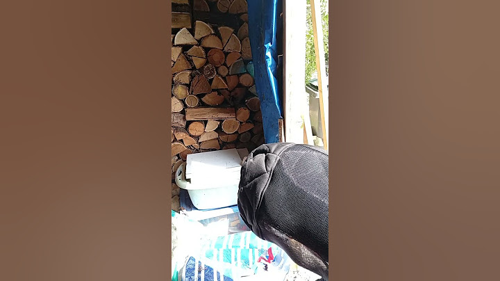 nid de frelon à nouveau dans un cabanon , piqûres évitées à temps .#frelons