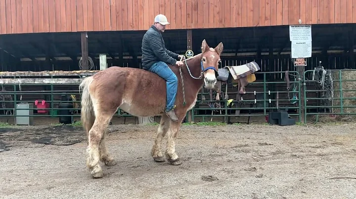 Sold 3888 Belgian Mare 16.2H 16 years old $1375 plus $40 Coggins deadline 12/5/25 ￼
