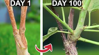 5 Months in 8 Minutes: Grafted Fruit Tree Transformation