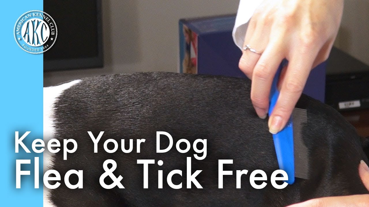 Keep Your Dog Flea & Tick Free YouTube