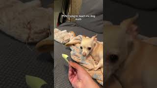 She’ll get it eventually 😭 #trashygas #gio #chihuahua #emmy #lol #dog #dogs #pet #pets #dogshorts
