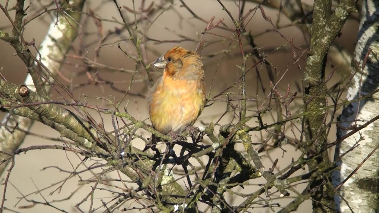 Parrot Crossbill Zeist The Netherlands Luuk Punt 180224 3 