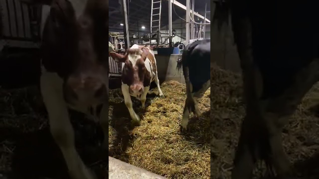 speelkwartier voor kaaskoe Joke 142