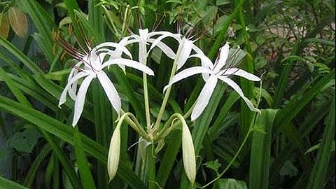 Trinh nữ hoàng cung trị u xơ tử cung, buồng trứng, tiền liệt tuyến