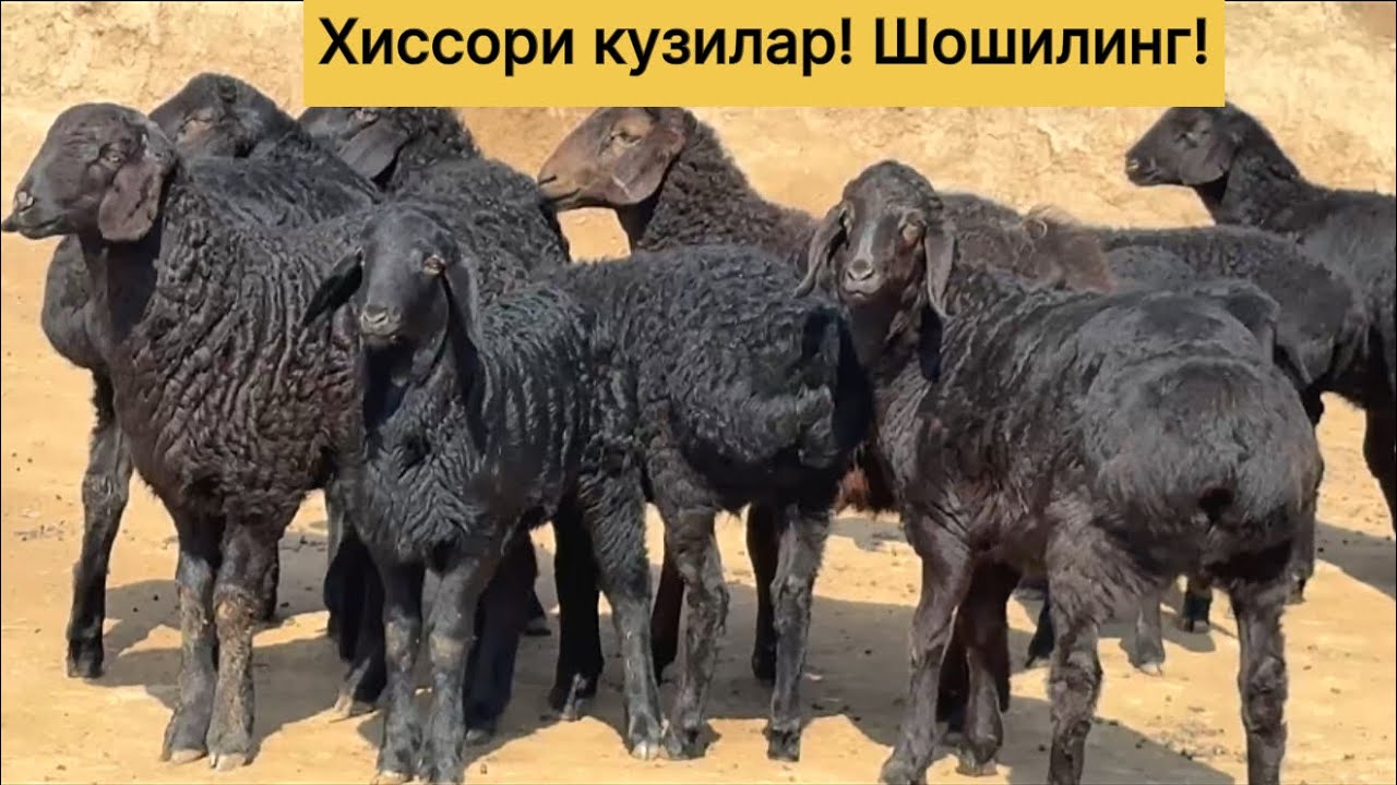 Хиссори кузилар! 993191483☎️ 991521483☎️