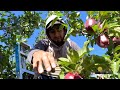 THE MOST BIGGEST APPLE FARM - Washington Red Delicious🍎& Red Scarlet🍎 Mp3 Song