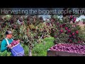 The most biggest apple farm  washington red delicious red scarlet