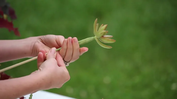How to use succulents in arrangements