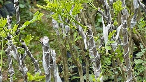 Cách ghép cây Bồ Kết |