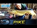 Pike fishing for Beginners - Deadbaiting and Floats | TAFishing