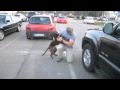 Dog welcomes owner home