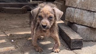 Emaciated Little Puppy Covered in Mange, She Was Shivering While Crawled Along The Ground