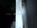 【閲覧注意】 命の保証はない地図から消去された青森の廃村「ここから先へ立入る者、命の保証はない」