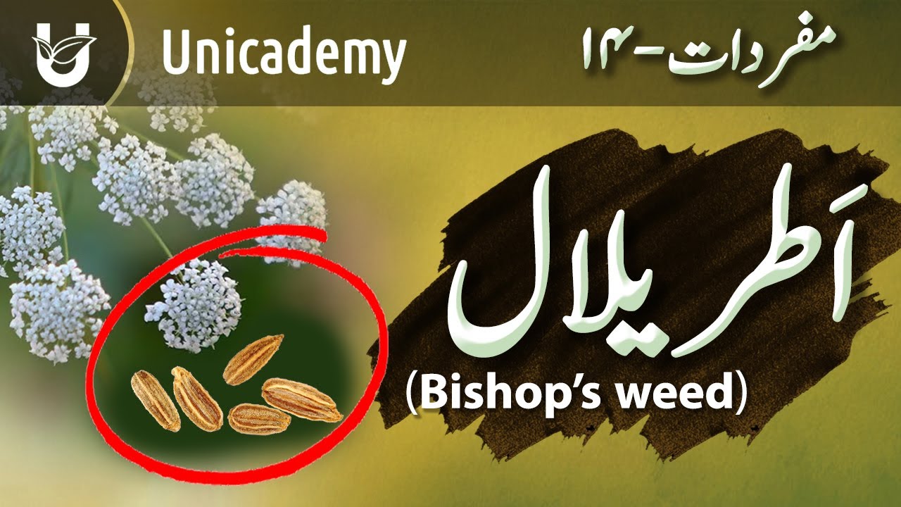 Atrilal (Bishop's weed) | اَطریلال