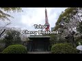 【東京桜ウォークExplore Japan】Tokyo Cherry Blossoms, Sakura |Solo Female Travel in Japan