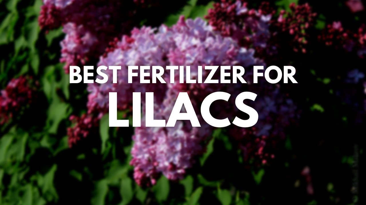 best-fertilizer-for-lilacs-for-that-perfect-bloom-youtube