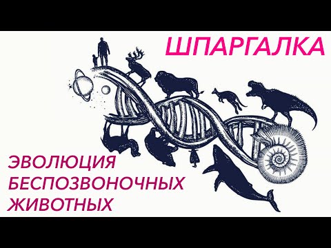 Шпаргалка "Эволюция органов беспозвоночных животных" - ЦТ, ЕГЭ, ЗНО