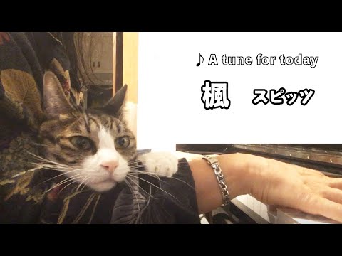 楓 / スピッツ　甘えん坊猫とピアノ【耳コピ】リラックスBGM/睡眠導入/精神科医が奏でるピアノ/Piano performance and lovely cat