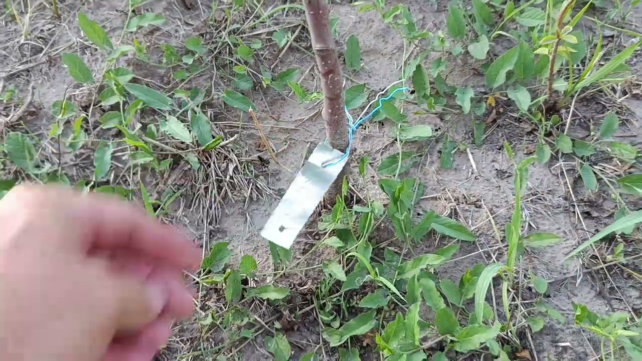 Результати минулорічних окулювань після весняних заморозків