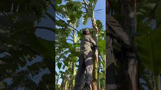 The process of picking bananas. Bananas are grass not trees, and they only bear fruit once#fruit