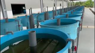 iRewards Aquaculture  - Setiu Terengganu Hatchery Farm 01032023， 30+10 Acre