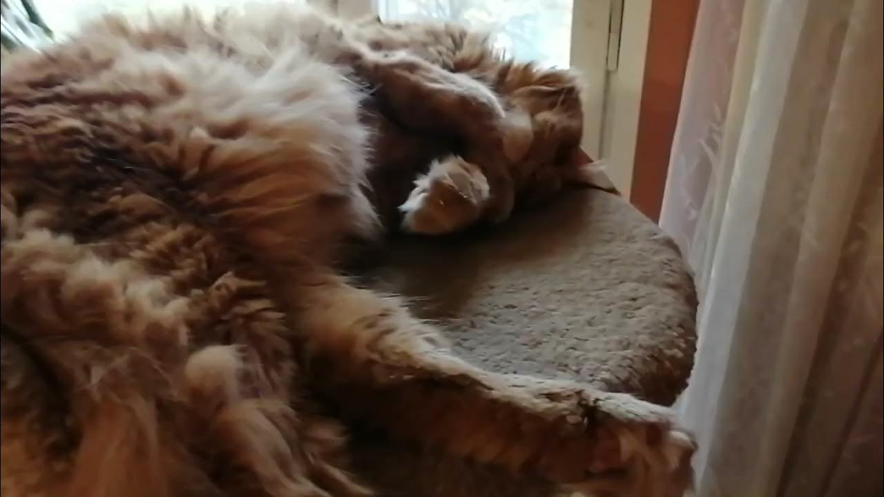 Тихий час. - YouTube