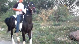 EL INDIO CABALLO DE CHECO EL INDIO CABALLO DE CHECO