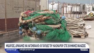 Μέδουσες, δράκαινες και λαγοκέφαλοι: Οι παγίδες του καλοκαιριού στις ελληνικές θάλασσες