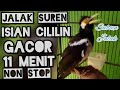 Jalak Suren Gacor Masteran Cililin Daftar Harga Burung Jalak Mp3 - Mp4 Download