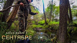 НА ЧТО ЛУЧШЕ ЛОВИТЬ РАКОВ?! ЛОВЛЯ РАКОВ ОСЕНЬЮ НА РАКОЛОВКИ! РАКИ НА ПЕЧЕНЬ.
