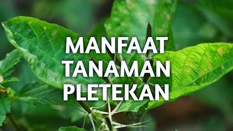 MANFAAT DAUN PLETEKAN / KENCANA UNGU